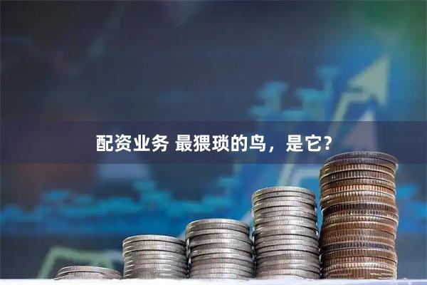 配资业务 最猥琐的鸟，是它？